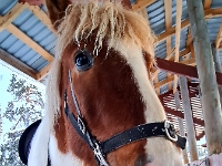 Levi